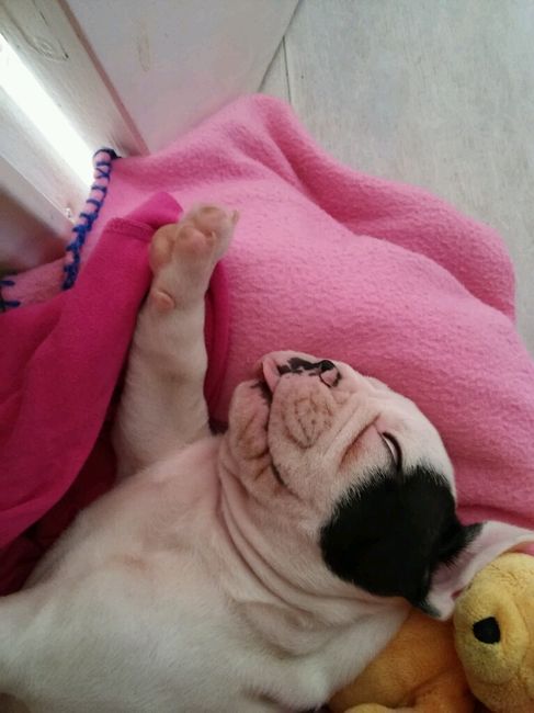 Juste envie de vous montrer mon bb chien lol - 1
