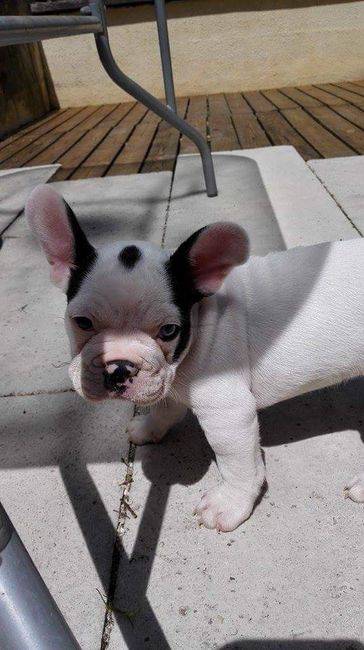 Juste envie de vous montrer mon bb chien lol - 3