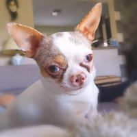 Montrez-moi vos boules de poils ! 😻 - 1