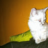 Delphine