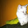Delphine