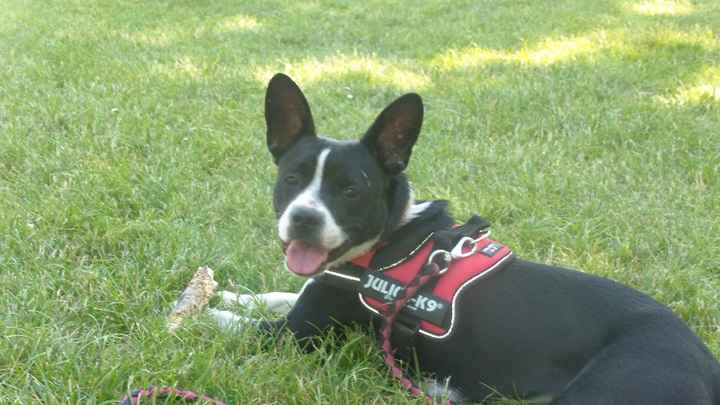 Ohana adoptée depuis 9 mois