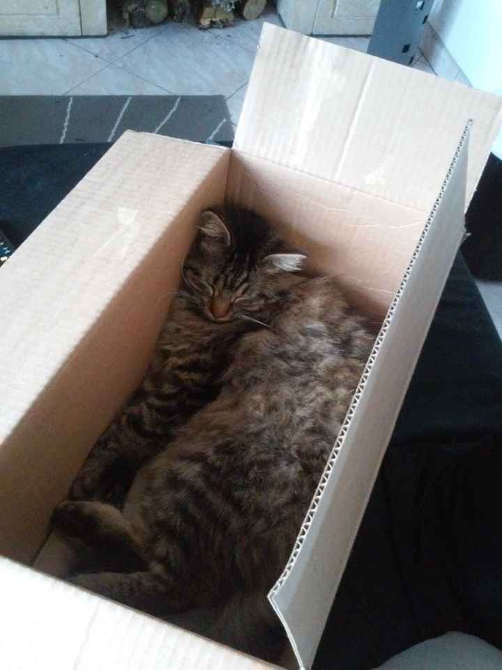 Et hop, un p'tit chat en prime