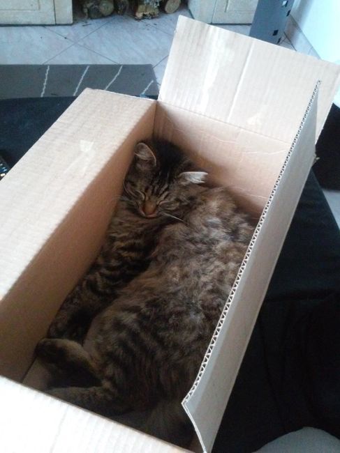 Et hop, un p'tit chat en prime