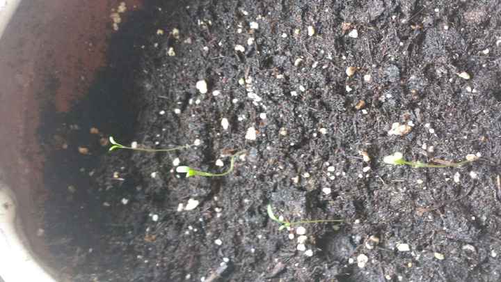  Baby plante cadeau invités - 1