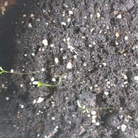  Baby plante cadeau invités - 1