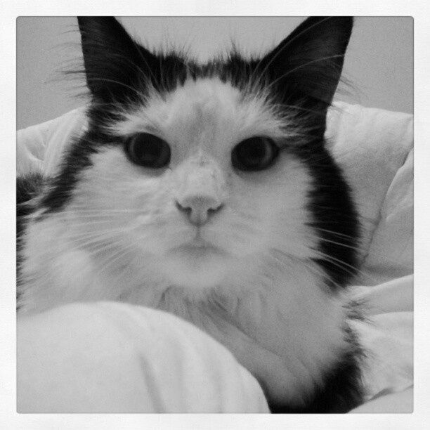 Mon bébé d'amour: Juno