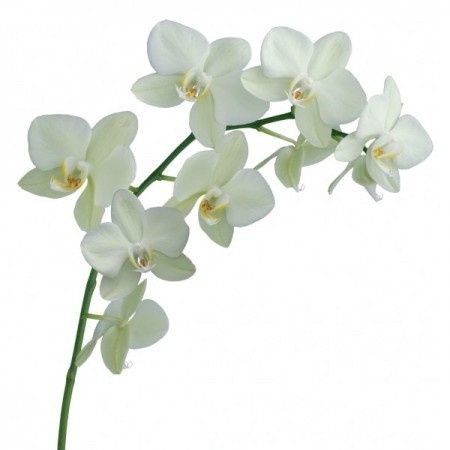 L'orchidée