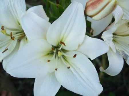 Fleurs