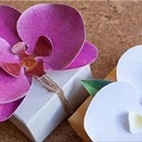 Orchidée pour la décoration 