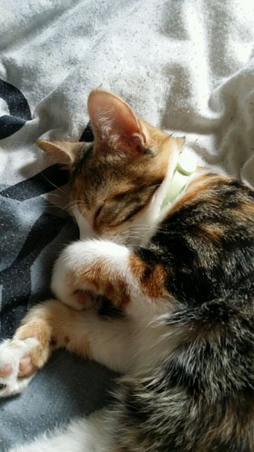 Nos animaux ! - 1
