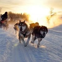 Voyage de noces - Laponie