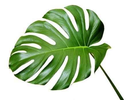 Feuille monstera