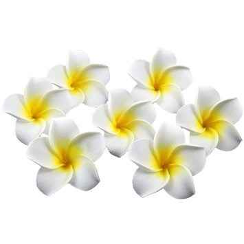 Tête de plumeria