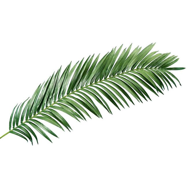 Feuille palmier