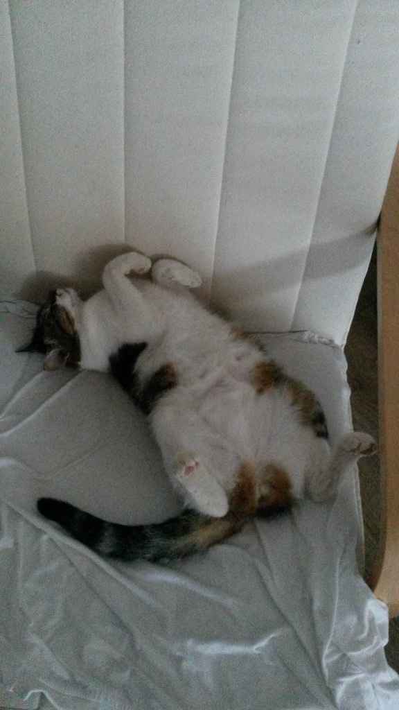Ma Chanelle