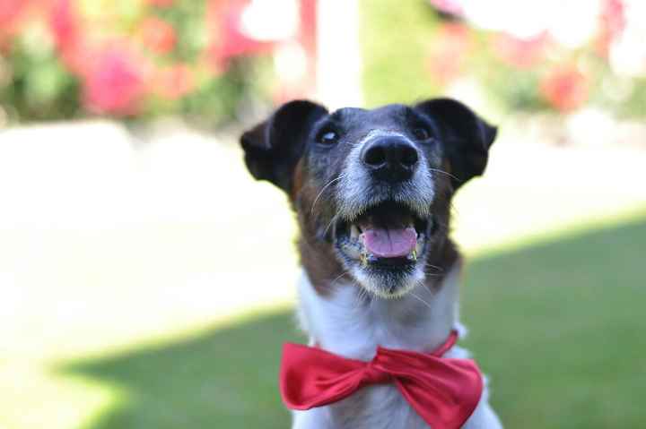 Quand ils ont une place importante dans notre vie ! - 1