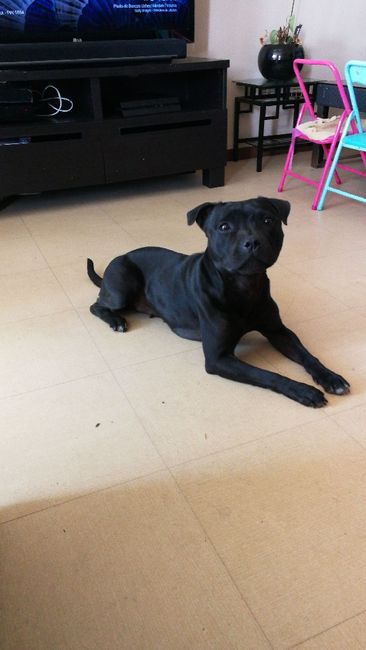 Et les animaux ? - 1
