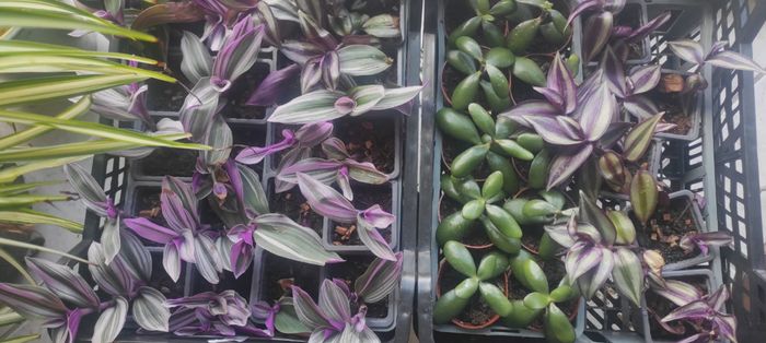 Customisation compo florale - 1