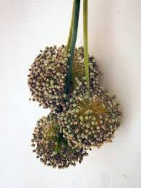 a la recherche d'un lot de bouquet de blé à vendre 7