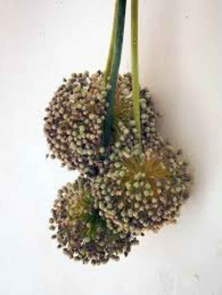 a la recherche d'un lot de bouquet de blé à vendre - 1