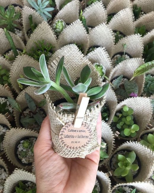 Idée cadeaux original : La plante verte miniature ! 1