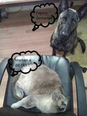Waff et Miaou !