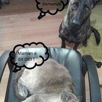 Waff et Miaou !