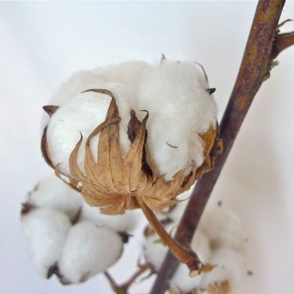 branche de coton 