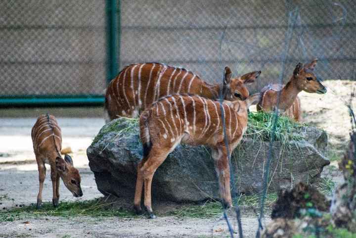 Zoo de Schönbrunn