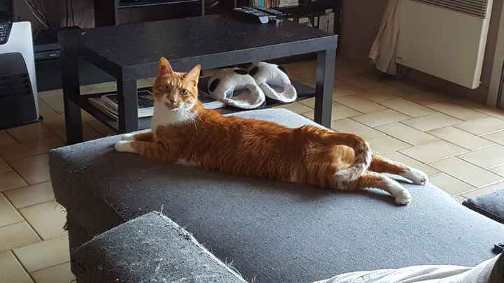  Nos animaux ont une place importante 💕 - 1