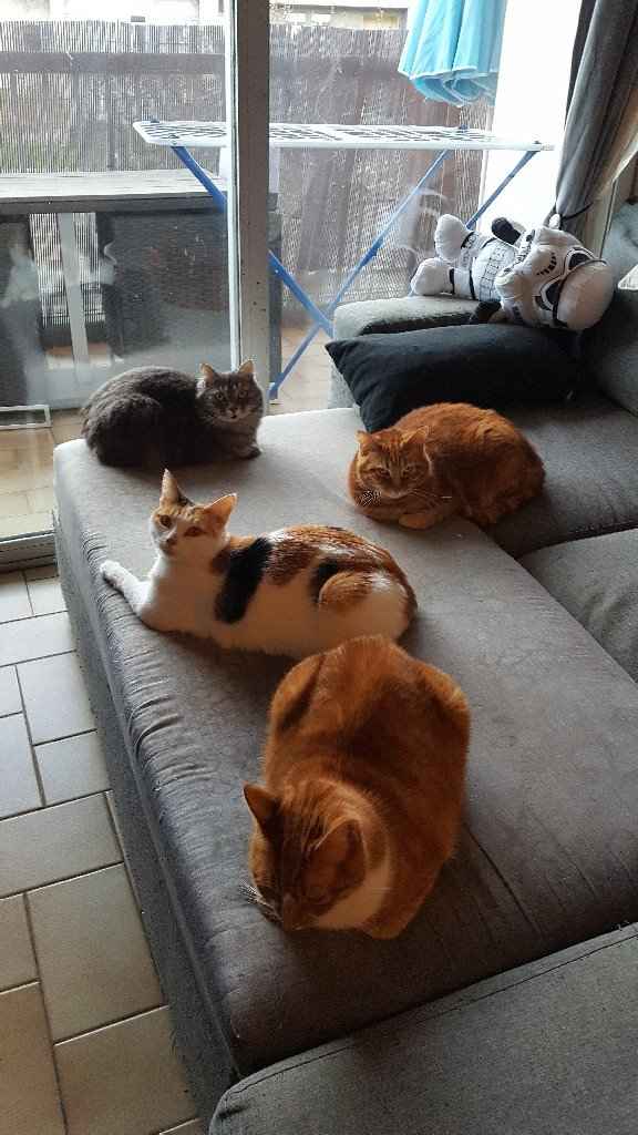  Nos animaux ont une place importante 💕 - 2