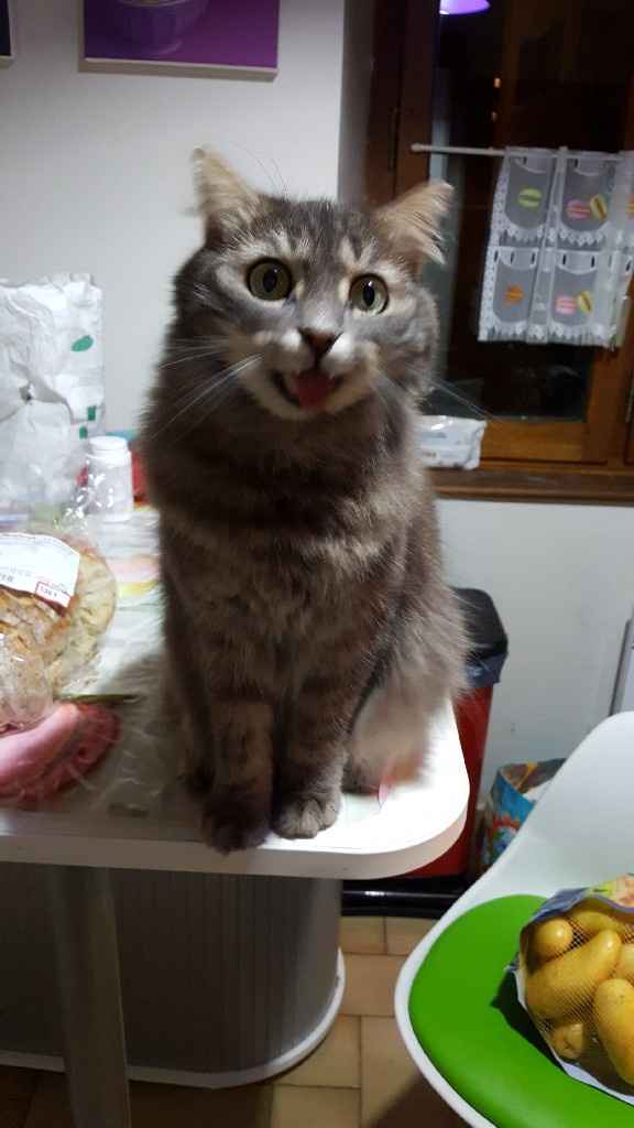  Nos animaux ont une place importante 💕 - 3