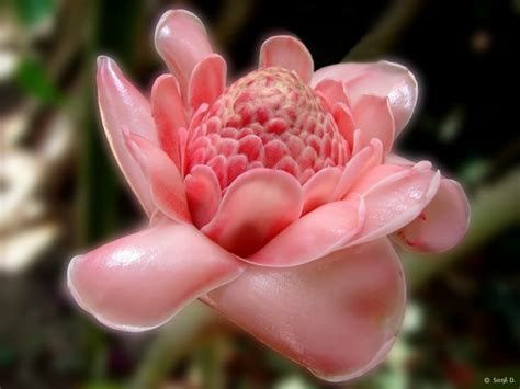rose de porcelaine