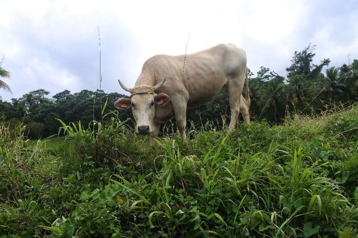 et la vache qui aime bien en manger ^^
