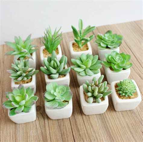 plante grasses peut être individuelle  