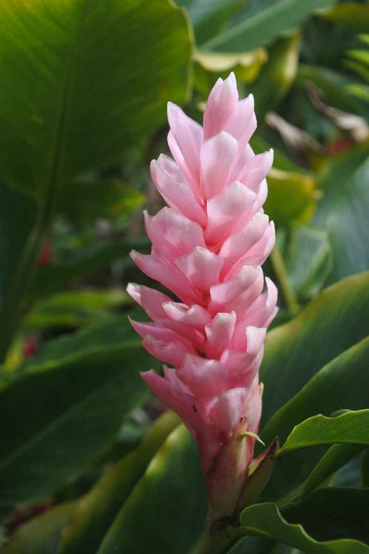 Fleurs (je crois que je vais prendre celle ci)