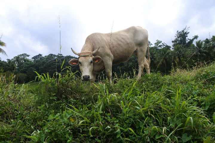 et la vache qui aime bien en manger ^^