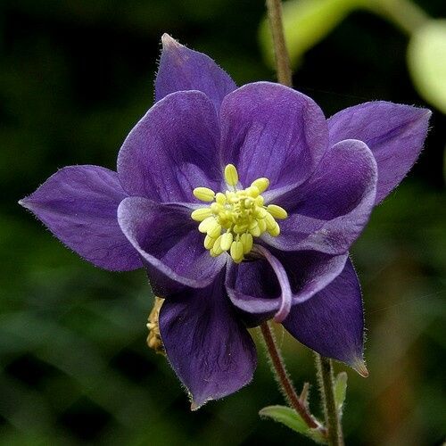 Idées de fleurs? - 2