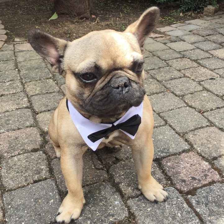10 photos de chiens qui s'incrustent au mariage - 1