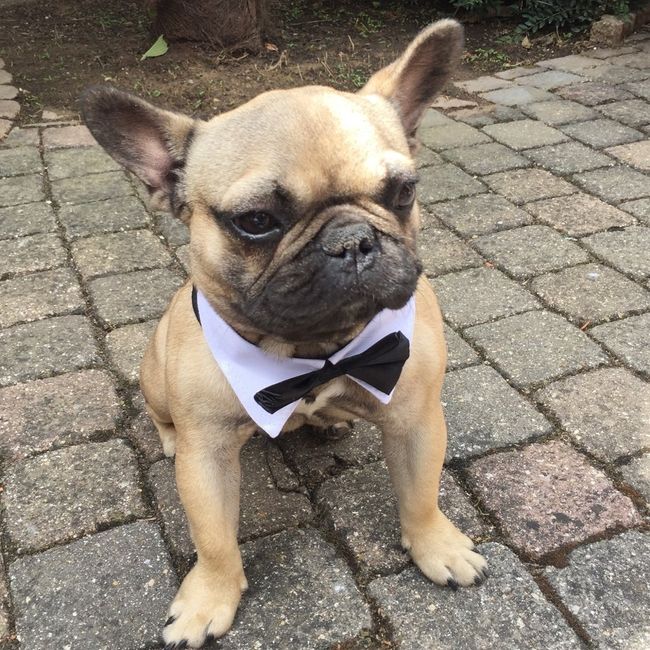10 photos de chiens qui s'incrustent au mariage - 1