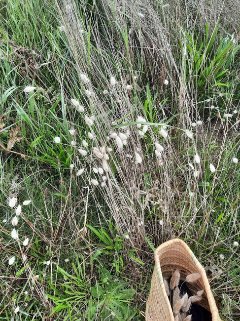 Cueillette du jour! 2