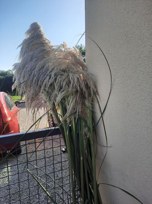 Nos premiers Pampas! 2