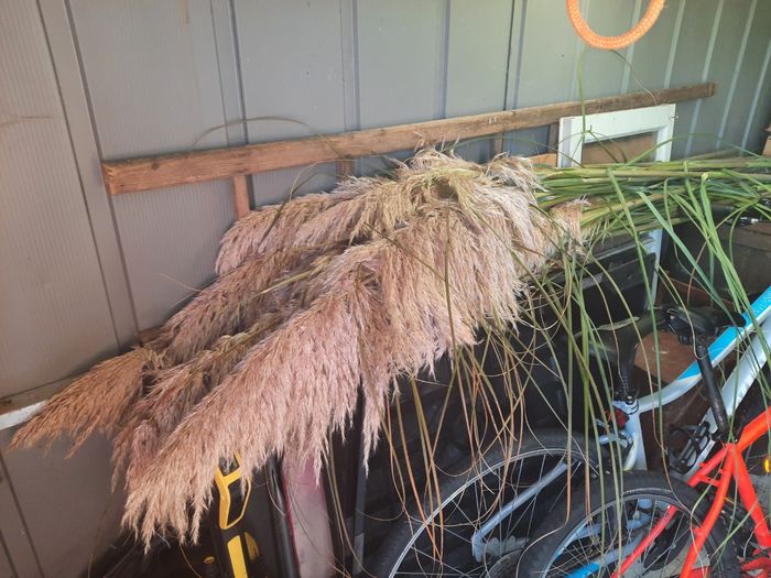 Nos premiers Pampas! 3