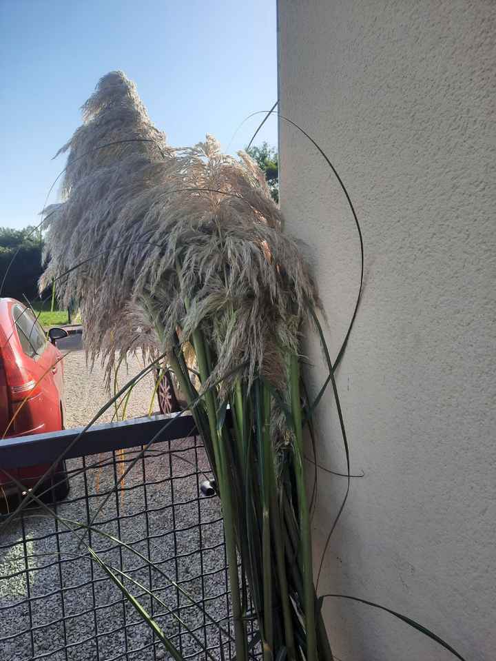 Nos premiers Pampas! - 2