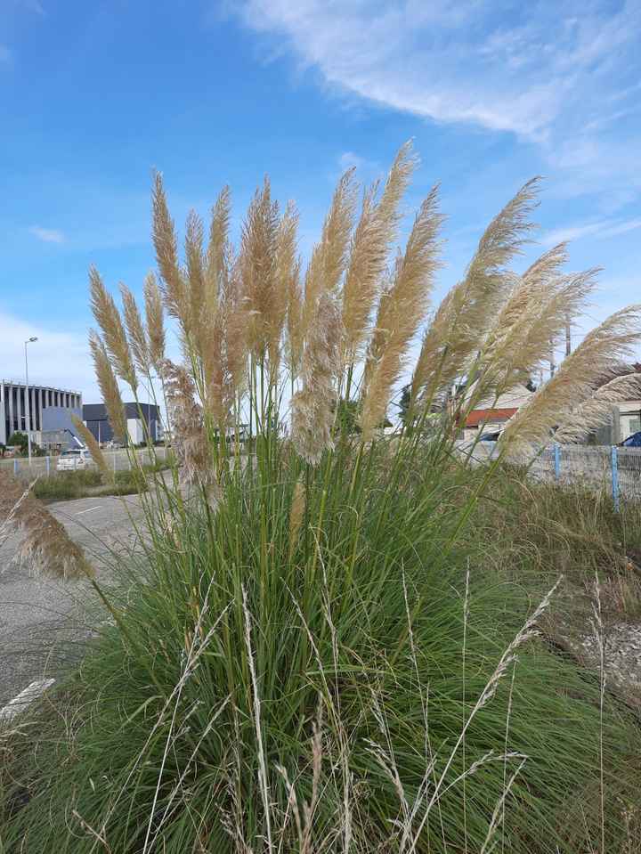 Trouver des herbes de pampa - 1