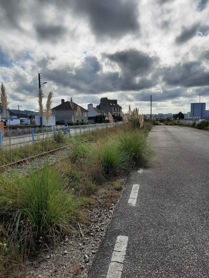 Trouver des herbes de pampa - 2