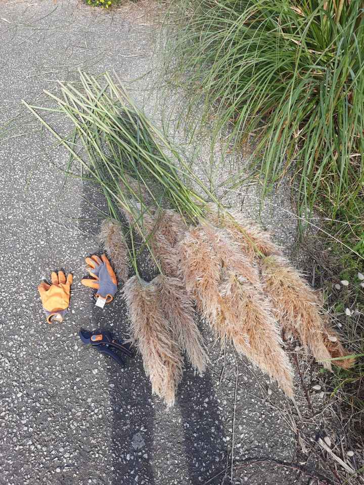 Trouver des herbes de pampa - 3