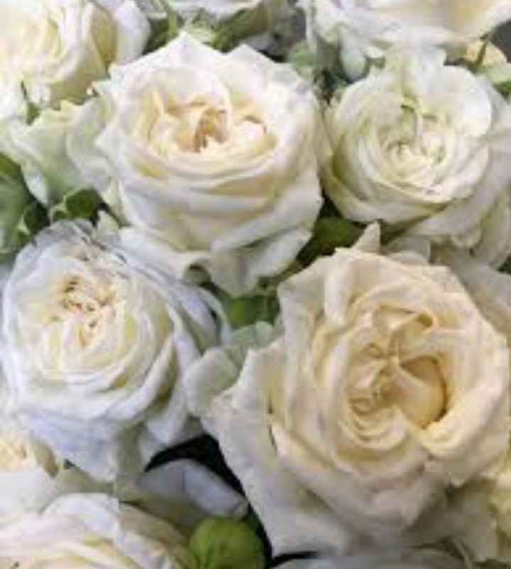 Rose bridal flow - 2