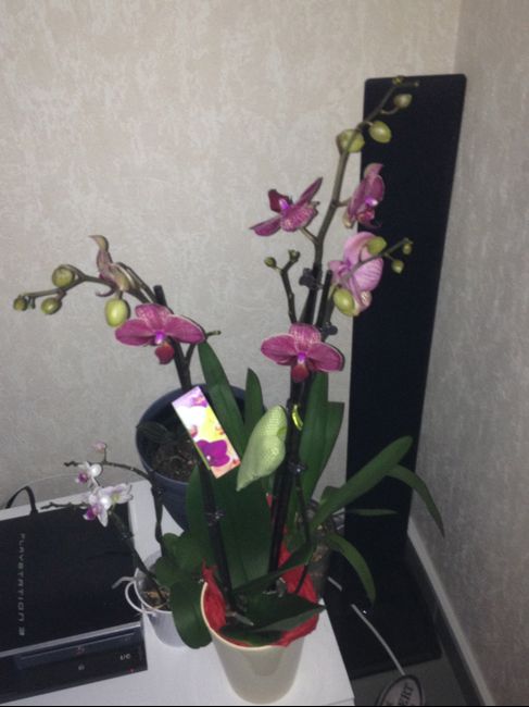 Mon orchidée de St Valentin